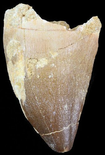 Mosasaur (Prognathodon) Tooth #43262